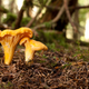 Chanterelles in the wild